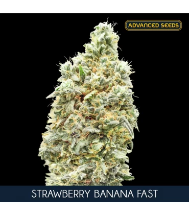 Strawberry Banana Fast | 22% THC | Advanced Seeds.