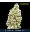 Strawberry Banana Fast | 22% THC | Advanced Seeds.