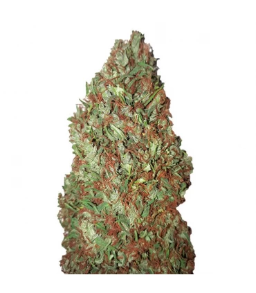 Sour Diesel - CBD + Buds - Kayamurcia.es