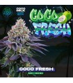 Coco Fresh 6 Semillas | 23% THC | Perfect Tree
