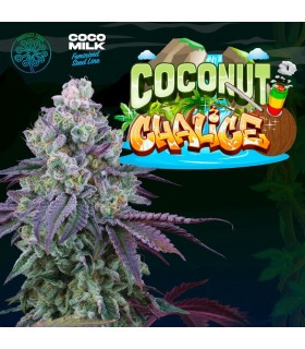 Coconut Chalice (x6 Semillas) | 23% THC | Perfect Tree