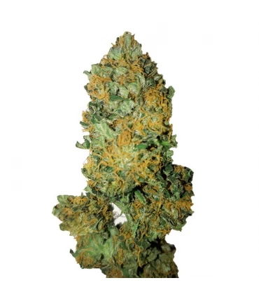 Lemon Diesel - CBD + Buds - Kayamurcia.es
