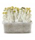 Grow Kit Mexicana