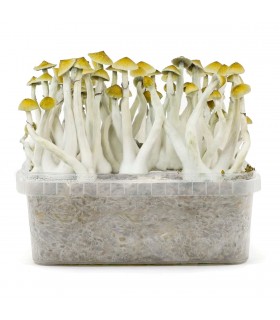 Grow Kit Mexicana