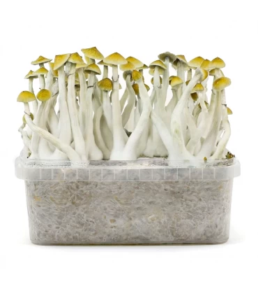 Grow Kit Mexicana