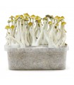 Grow Kit Mexicana