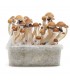 Grow Kit MC Kennaii