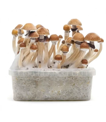 Grow Kit MC Kennaii