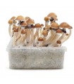 Grow Kit MC Kennaii