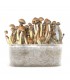 Grow Kit B+