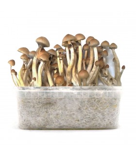 Grow Kit B+