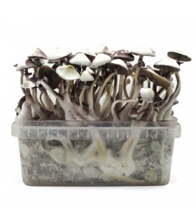 Grow Kit Moby Dick