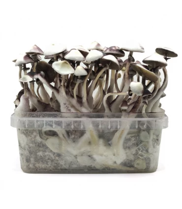 Grow Kit Moby Dick