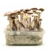 Grow Kit Brasil