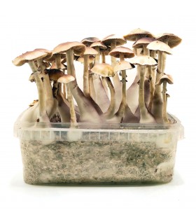 Grow Kit Brasil