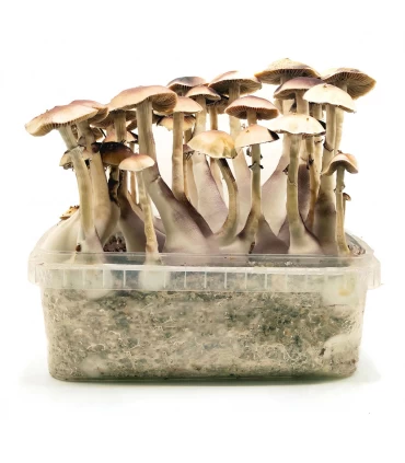 Grow Kit Brasil