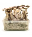 Grow Kit Brasil