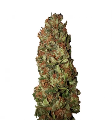 Lemon Pie - CBD + Buds - Kayamurcia.es