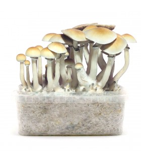 Grow Kit Blue Meannie