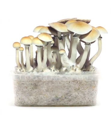 Grow Kit Blue Meannie
