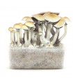 Grow Kit Blue Meannie