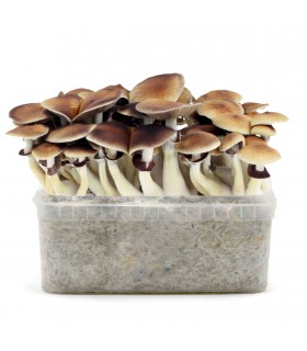 Grow Kit Golden Teacher