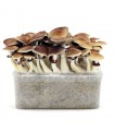 Grow Kit Golden Teacher