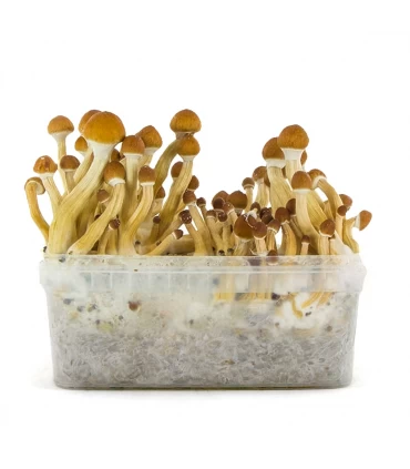 Grow Kit Ecuador