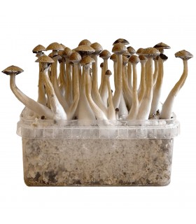 Grow Kit Thai
