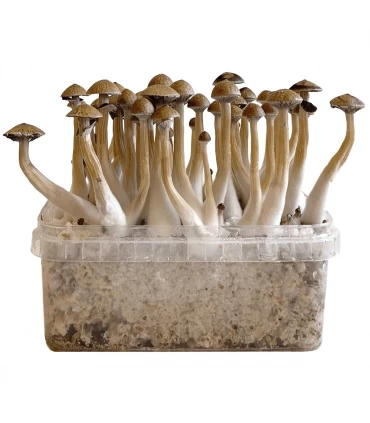 Grow Kit Thai