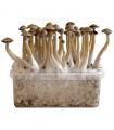 Grow Kit Thai