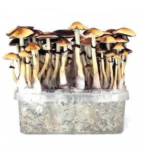 Grow Kit Red Boy