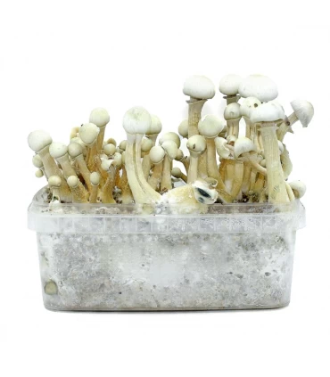 Grow Kit Treasure Coast Albino