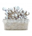 Grow Kit Leucistic Golden Teacher Albino