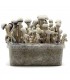 Grow Kit Leucistic