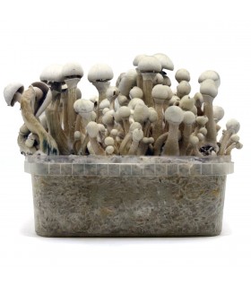 Grow Kit Leucistic
