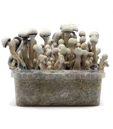 Grow Kit Leucistic
