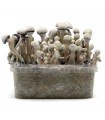 Grow Kit Leucistic