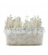 Grow Kit Panaeolus Cyanescens