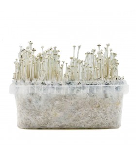 Grow Kit Panaeolus Cyanescens