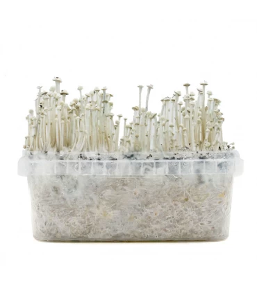 Grow Kit Panaeolus Cyanescens