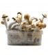Grow Kit Penis Envy Hybrid
