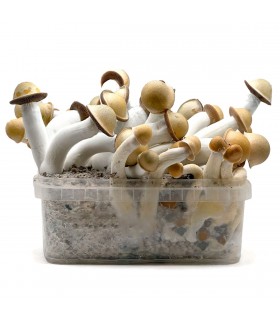 Grow Kit Penis Envy Hybrid