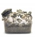 Grow Kit Jack Frost Hybrid