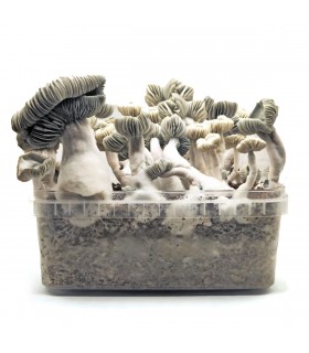 Grow Kit Jack Frost Hybrid