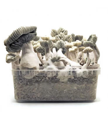 Grow Kit Jack Frost Hybrid