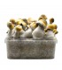 Grow Kit Bluey Vuitton Hybrid