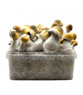 Grow Kit Bluey Vuitton Hybrid
