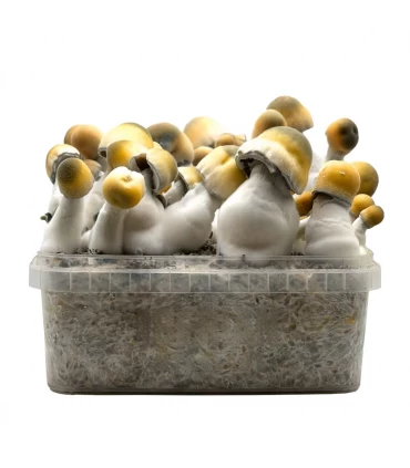 Grow Kit Bluey Vuitton Hybrid