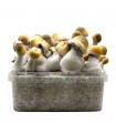 Grow Kit Bluey Vuitton Hybrid